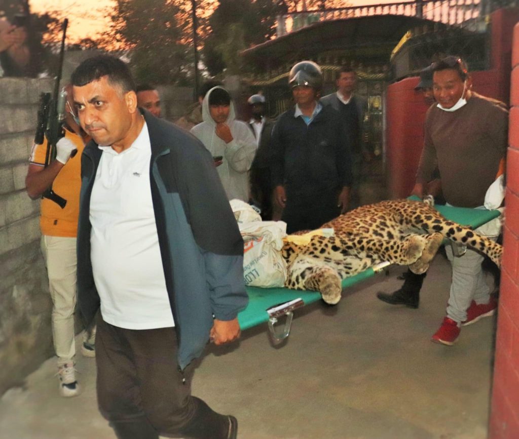 पोखरामा घरको कम्पाउन्डभित्र बाघ भेटियो, सफल उद्दार